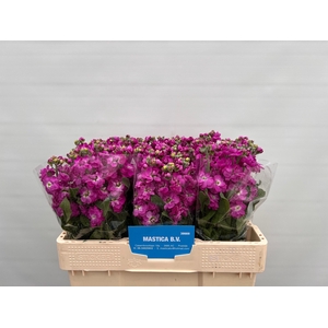 MATTH AIDA DEEP ROSE