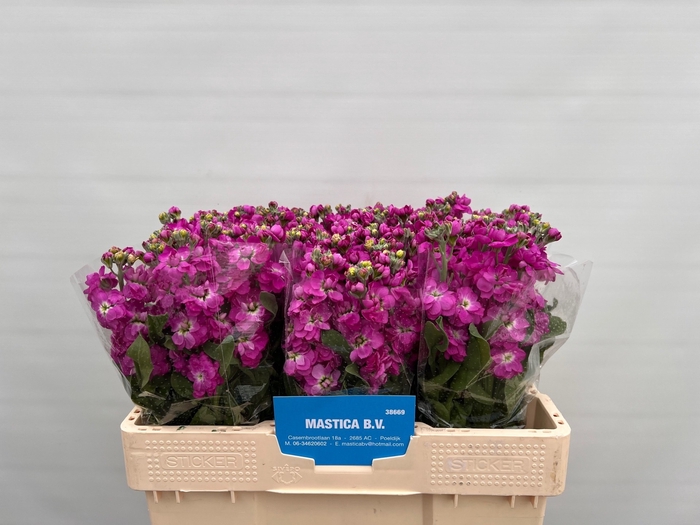 <h4>MATTH AIDA DEEP ROSE</h4>