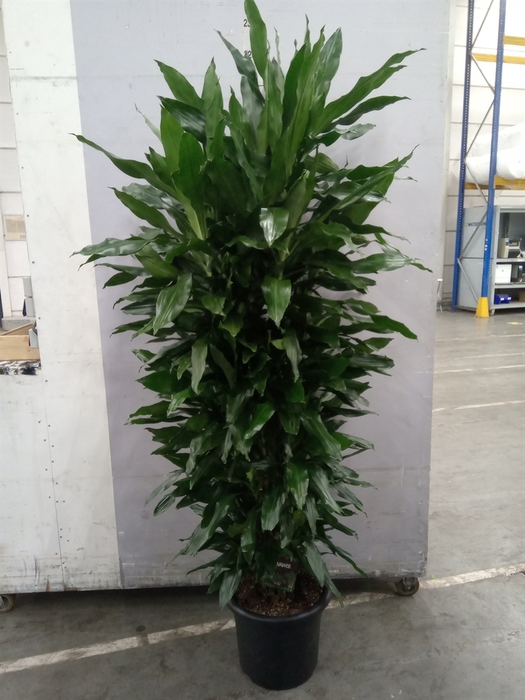 <h4>Dracaena frag. 'Steudneri'</h4>