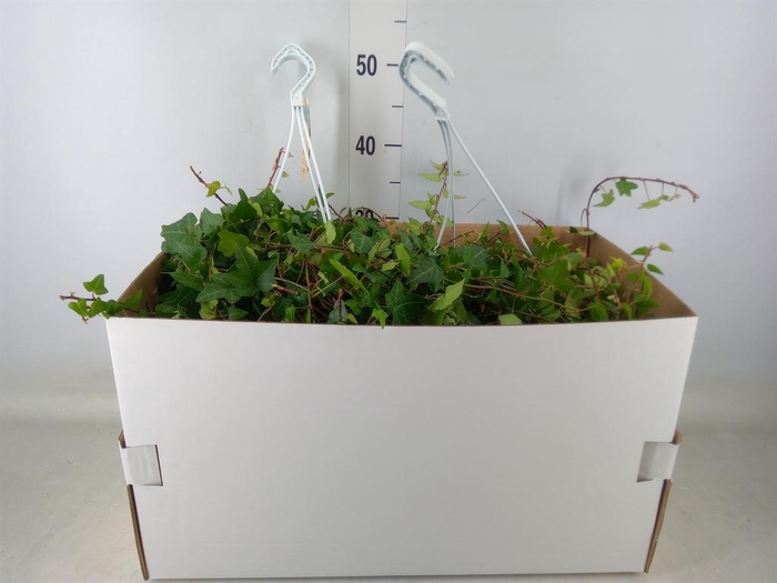 <h4>Hedera helix 'Anna'</h4>