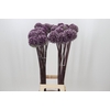 Allium Summer Drummer