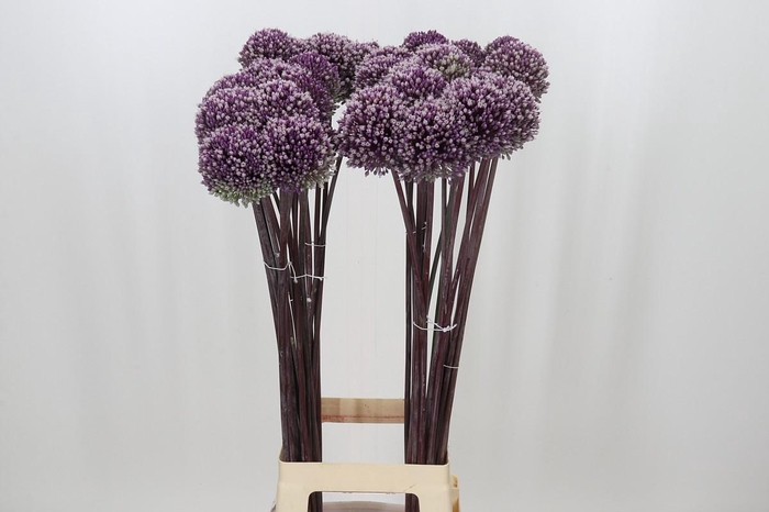 <h4>Allium Summer Drummer</h4>