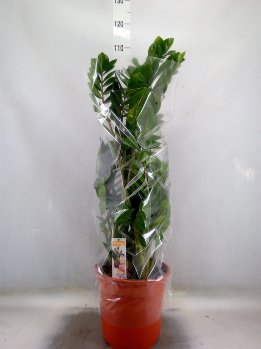 <h4>Zamioculcas zamiifolia</h4>