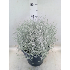 Leucophyta brownii