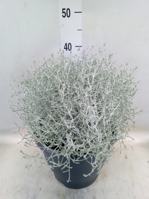 <h4>Leucophyta brownii</h4>