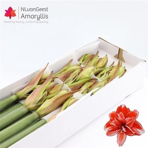 Hipp Dg Flam Amadeus