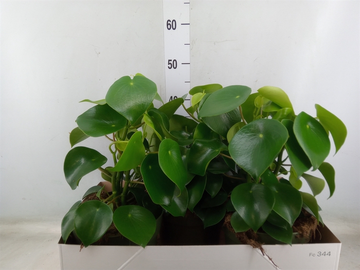 <h4>Peperomia polybotrya 'Raindrop'</h4>