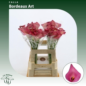 Calla Bordeaux Art