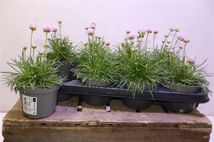 <h4>Arme Ov L Pink</h4>