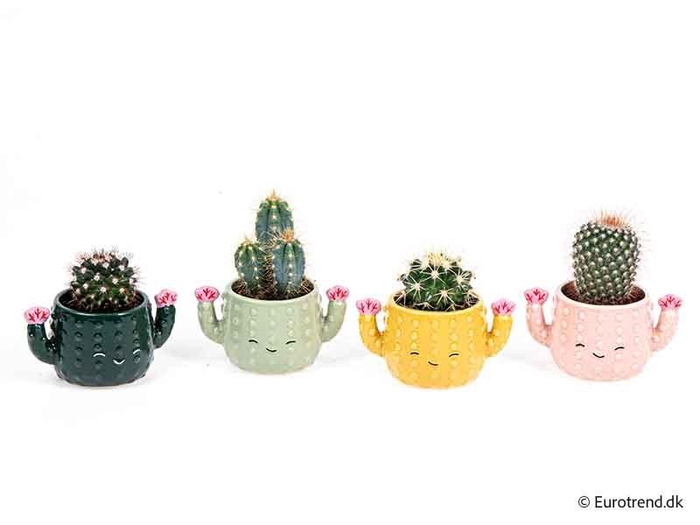 <h4>CACTACEAE</h4>