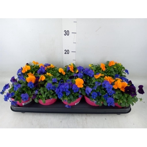 Viola corn. 'Evo Mini MM Warsaw'