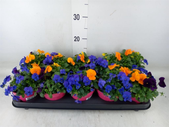 <h4>Viola corn. 'Evo Mini MM Warsaw'</h4>