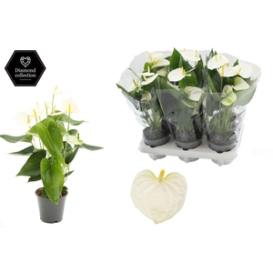 Anthurium Cocos in transparant sleeve