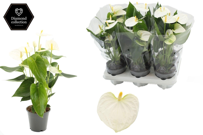 <h4>Anthurium Cocos in transparant sleeve</h4>