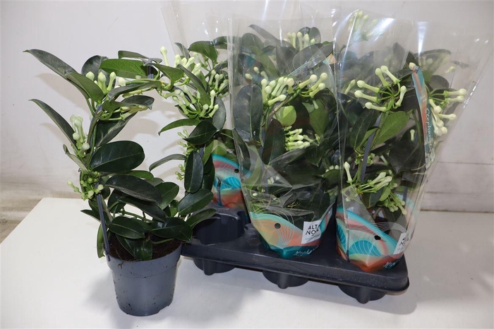 <h4>arr8 Steph Fl Ov</h4>