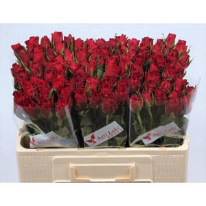 R GR MADAM RED chambre