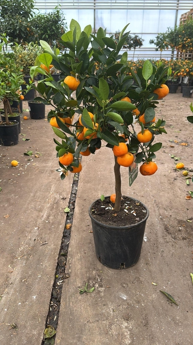 <h4>CITR MICROCARPA</h4>