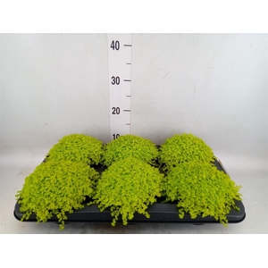 Soleirolia soleirolii 'Aurea'