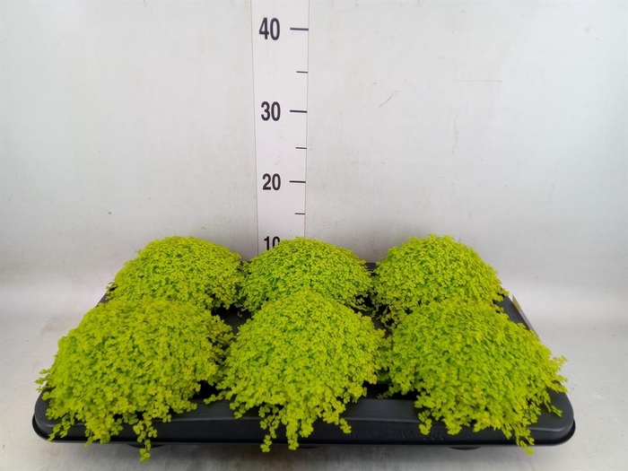 <h4>Soleirolia soleirolii 'Aurea'</h4>