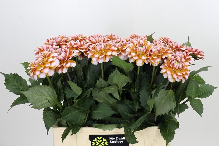Dahlia Tangarine Dream