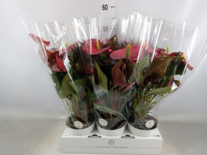 <h4>Anthurium andr. 'Coral Champion'</h4>