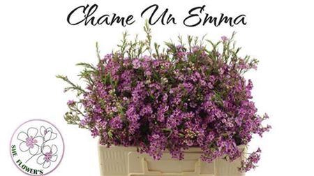 <h4>Chame Un Emma</h4>