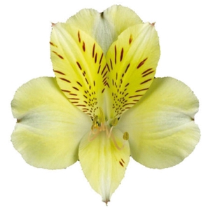 ALSTROEMERIA BOA VISTA 080 CM