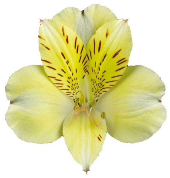 <h4>ALSTROEMERIA BOA VISTA 080 CM</h4>