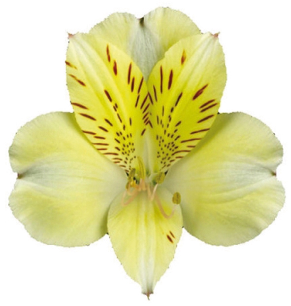 <h4>ALSTROEMERIA BOA VISTA 080 CM</h4>