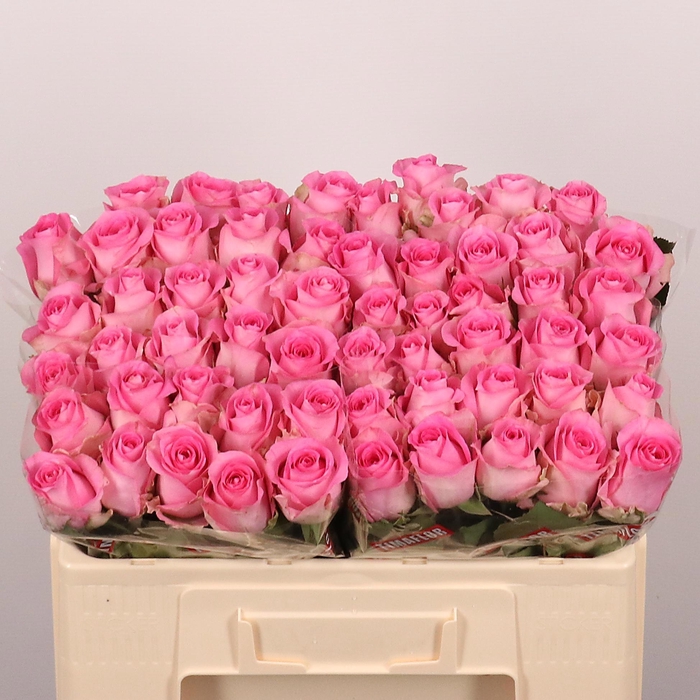 <h4>R GR REVIVAL</h4>