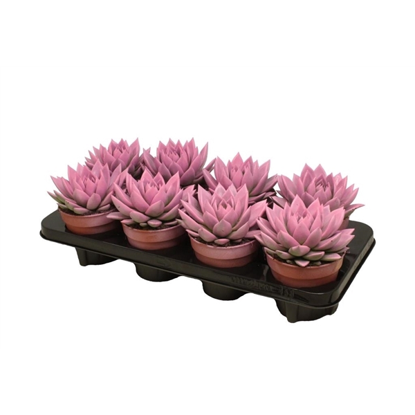 <h4>Echeveria coloured pink</h4>