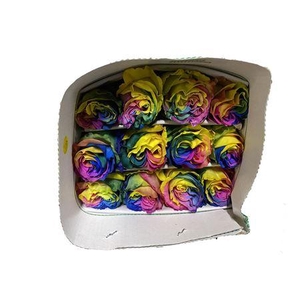 R GR EQ RAINBOW