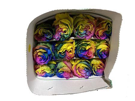 <h4>R GR EQ RAINBOW</h4>