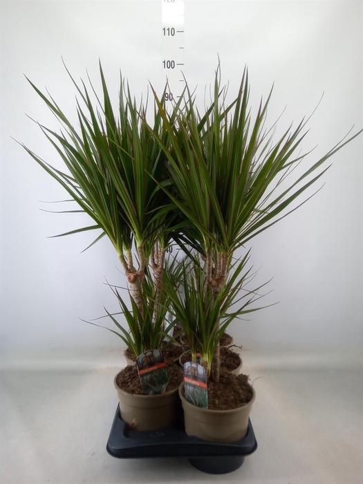 <h4>Dracaena marg.</h4>