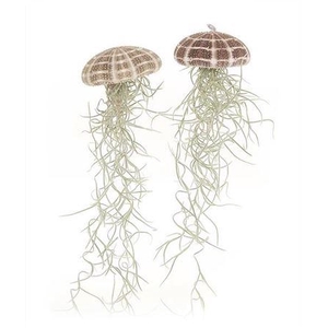 Airplant Tillandsia Jellyfish Large