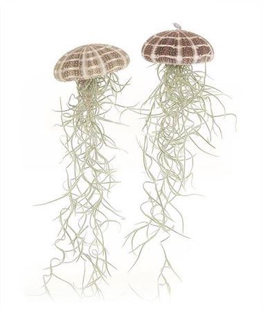 <h4>Airplant Tillandsia Jellyfish Large</h4>
