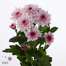 Chrys Tr Dante (box)