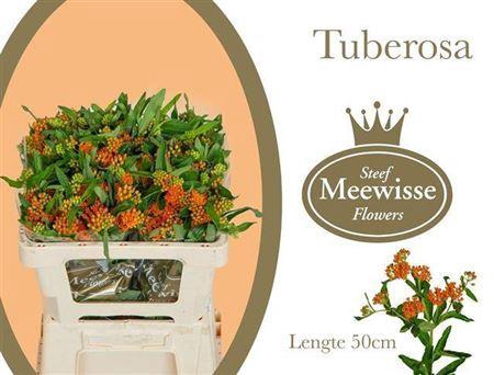 <h4>Asclepia Tuberosa Orange</h4>