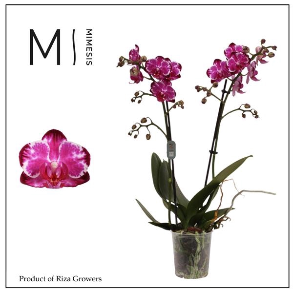 <h4>Mimesis Phal. Ming Yuan Rainbow - 2 spike 12cm</h4>