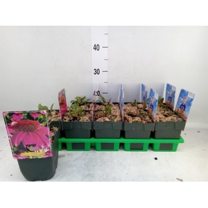 Echinacea purp. 'Powwow Wild Berry'