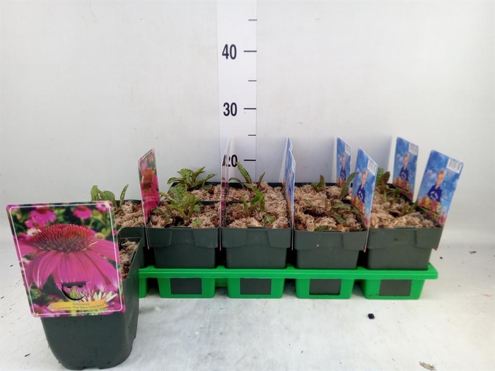 <h4>Echinacea purp. 'Powwow Wild Berry'</h4>