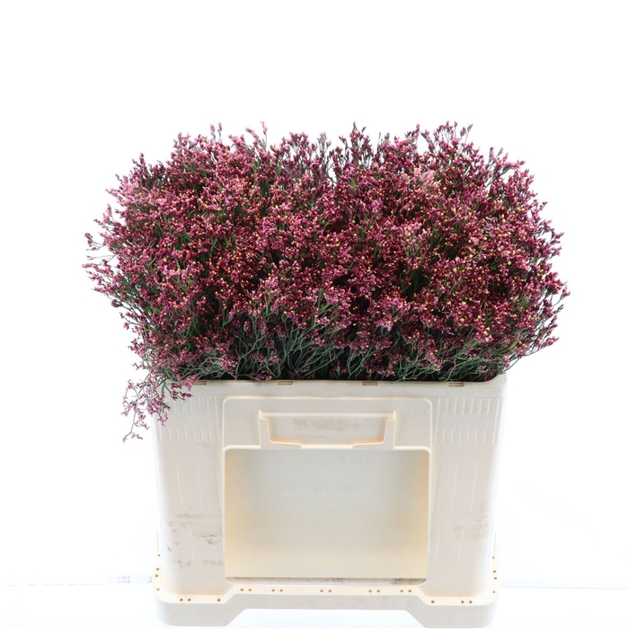 <h4>Limonium Sinense Max Diamond</h4>
