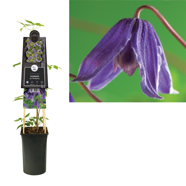 <h4>Clematis alp. 'Helsingborg' +3.0 label</h4>
