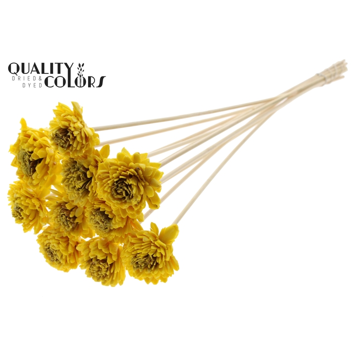 <h4>Shola Zinia 6cm on stem Wax Yellow</h4>