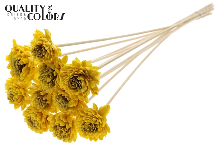 Shola Zinia 6cm on stem Wax Yellow
