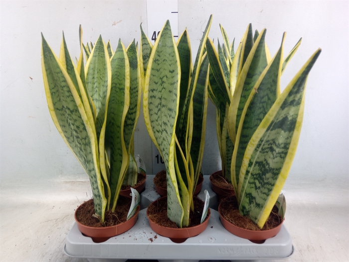 <h4>Sansevieria trifa. 'Laurentii'</h4>