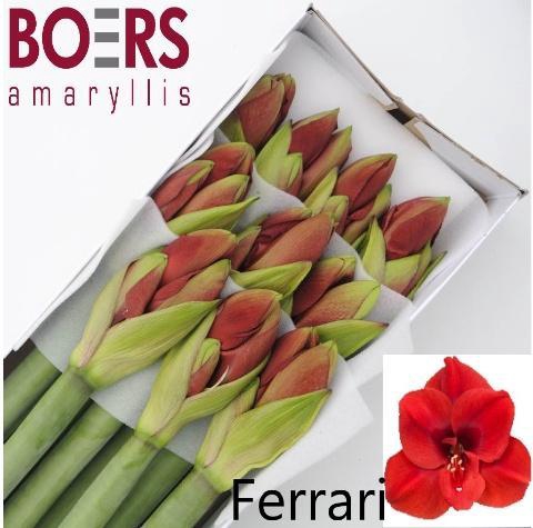 <h4>HIPPEASTRUM GA 'FERRARI'</h4>