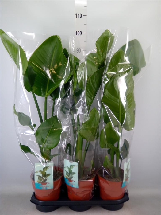 <h4>Strelitzia nicolai</h4>