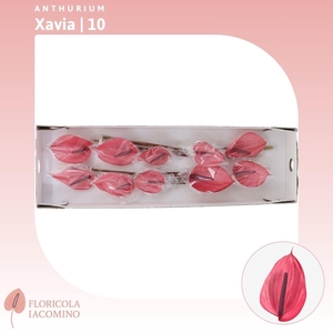 Anthurium Xavia