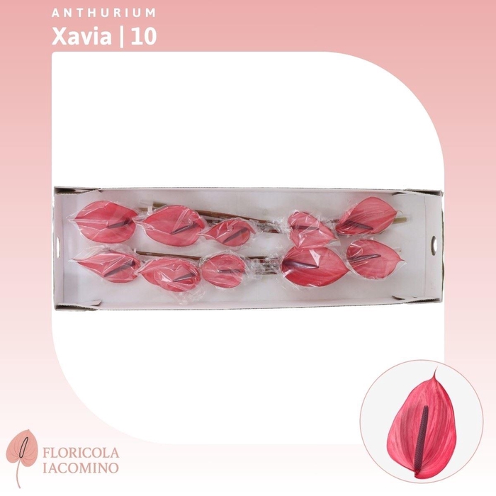 <h4>Anthurium Xavia</h4>